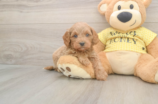 Best Cavapoo Baby