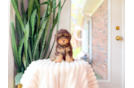Cute Cavoodle Poodle Mix Puppy