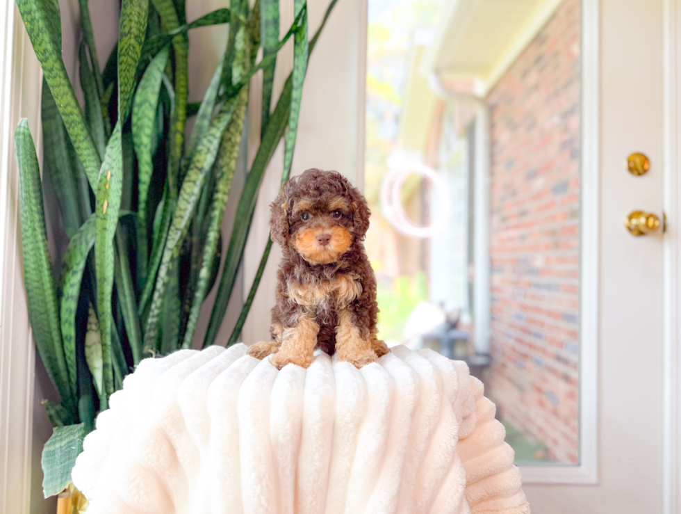 Cute Cavoodle Poodle Mix Puppy