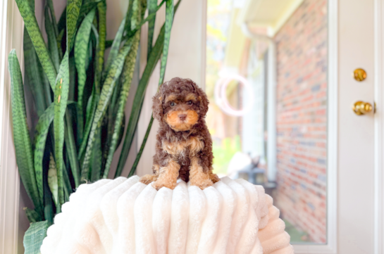 Cute Cavoodle Poodle Mix Puppy