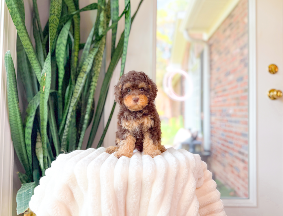 Cute Cavapoo Poodle Mix Pup