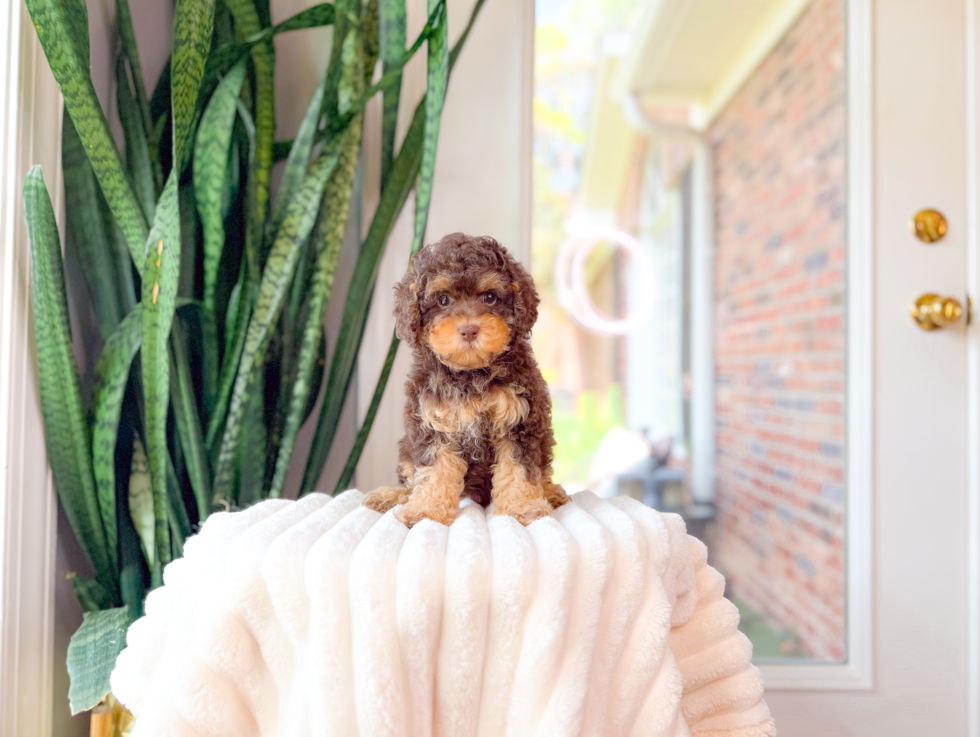 Best Cavapoo Baby