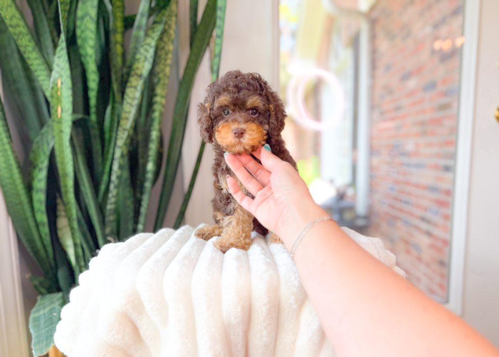 Cavapoo Puppy for Adoption