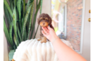 Cute Cavapoo Poodle Mix Pup