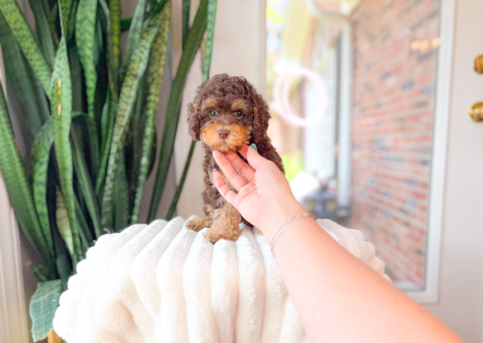 Cute Cavapoo Poodle Mix Pup