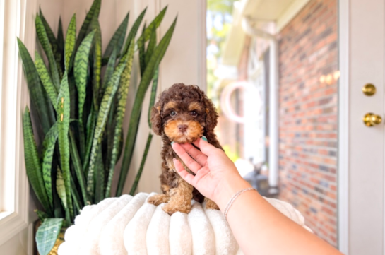 Cute Cavipoo Poodle Mix Puppy