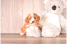 Best Cavapoo Baby