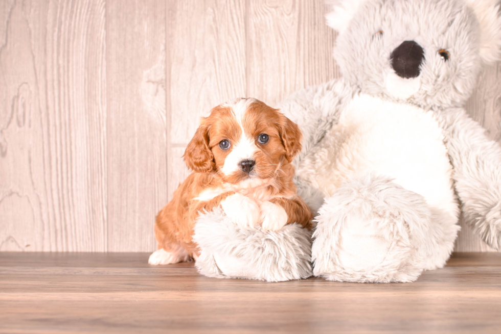 Best Cavapoo Baby