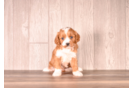 Cute Cavapoo Baby