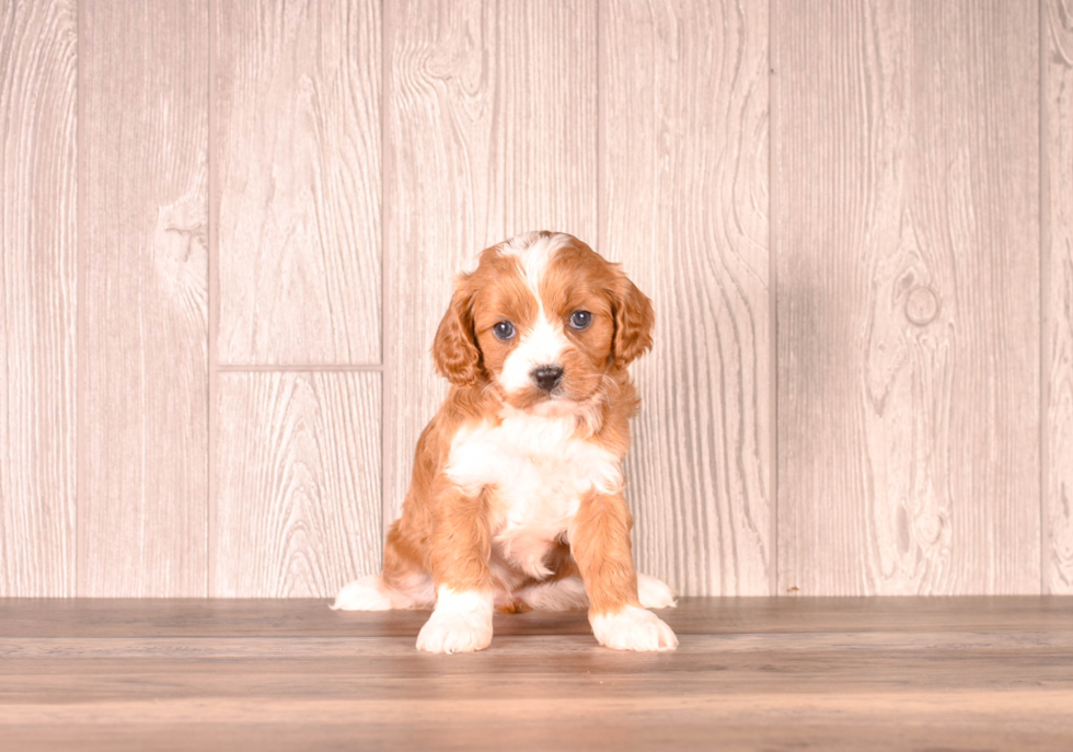 Cute Cavapoo Baby