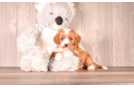 Cute Cavapoo Poodle Mix Pup