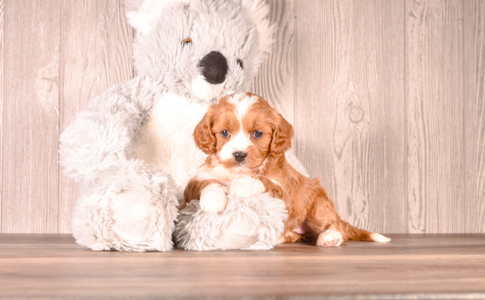 Cute Cavapoo Poodle Mix Pup
