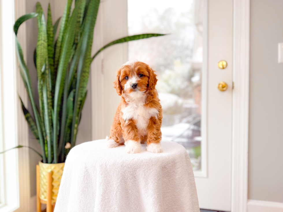 Cute Cavapoo Baby