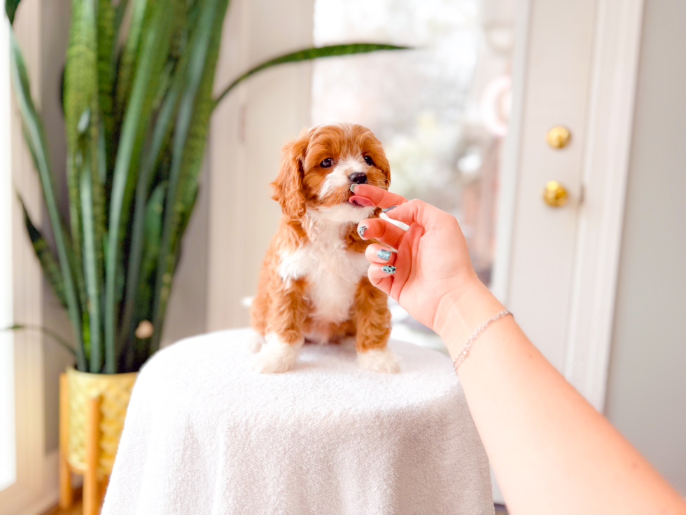 Best Cavapoo Baby