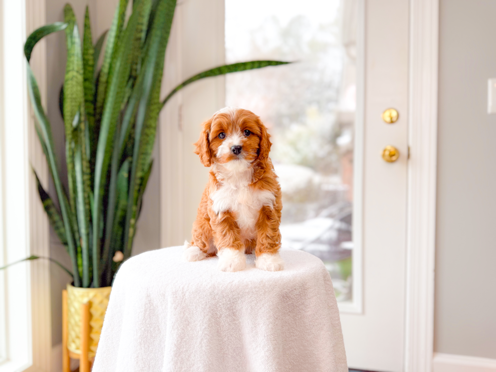 Best Cavapoo Baby