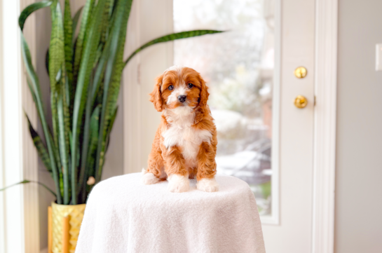 Best Cavapoo Baby