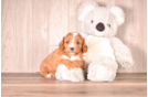 Cavapoo Pup Being Cute