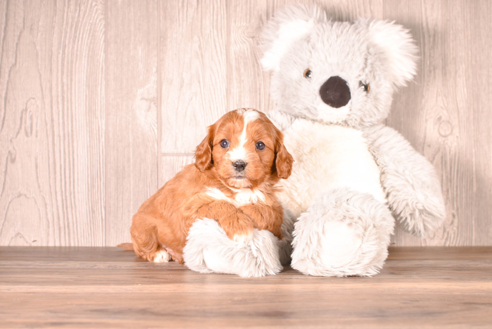 Cavapoo Pup Being Cute