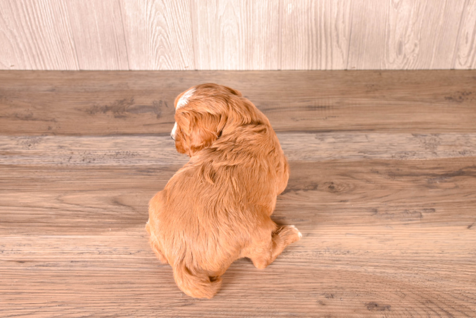 Cute Cavalier King Charles Spaniel and Poodle Mix Poodle Mix Puppy