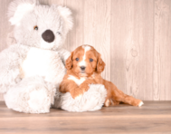 7 week old Cavapoo Puppy For Sale - Simply Southern Pups