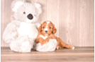 Cavapoo Pup Being Cute