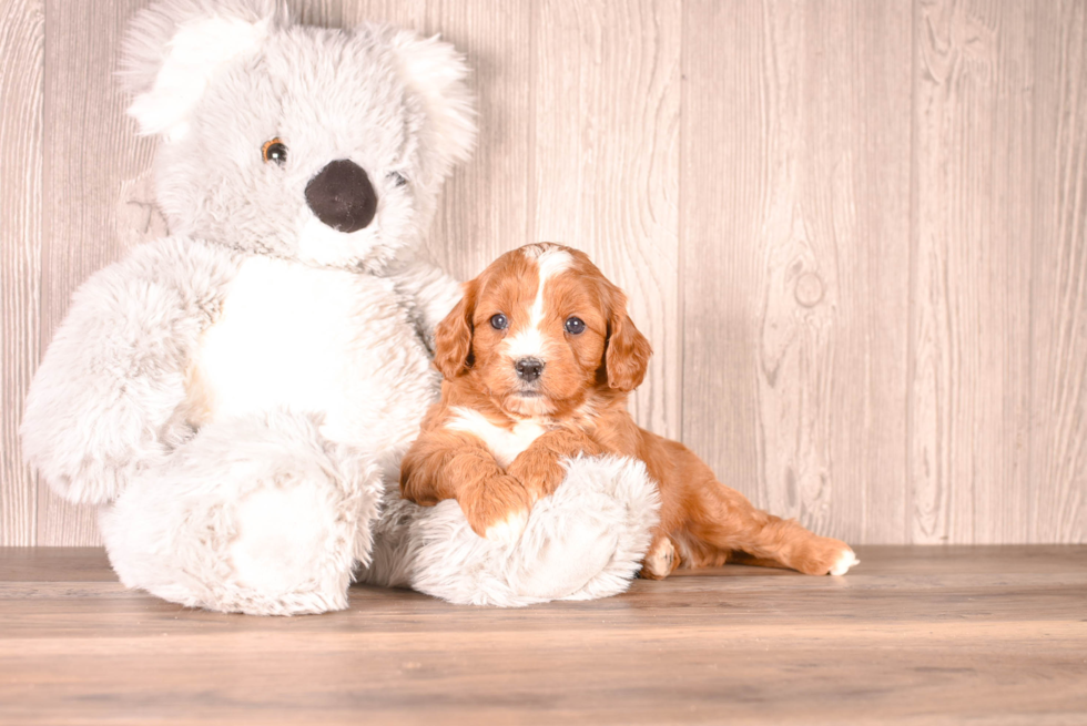 Cavapoo Pup Being Cute