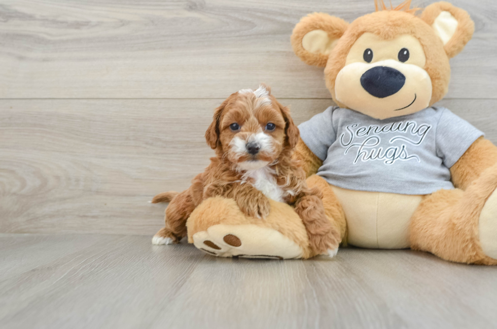 6 week old Cavapoo Puppy For Sale - Simply Southern Pups