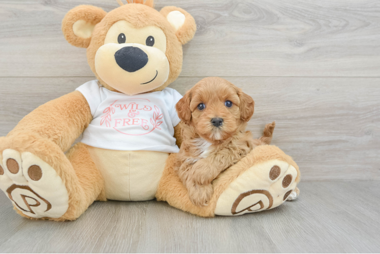 Best Cavapoo Baby