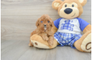 Sweet Cavapoo Baby