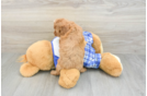 Cavapoo Puppy for Adoption