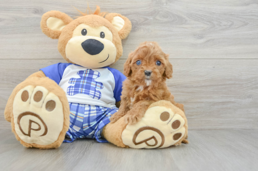 8 week old Cavapoo Puppy For Sale - Simply Southern Pups