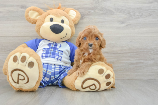 Cavapoo Pup Being Cute