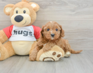 9 week old Cavapoo Puppy For Sale - Simply Southern Pups