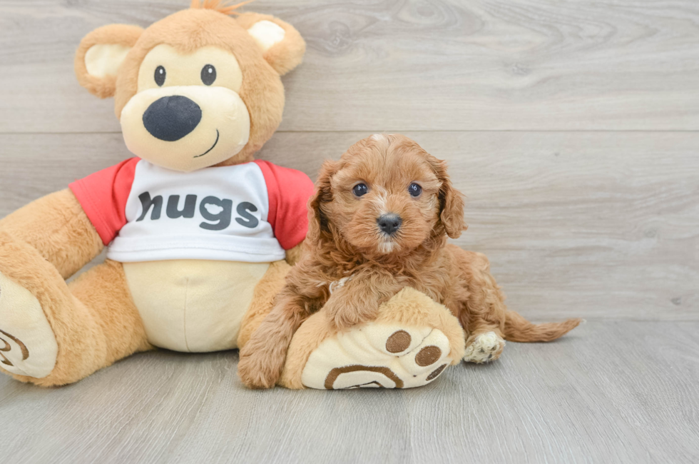 8 week old Cavapoo Puppy For Sale - Simply Southern Pups