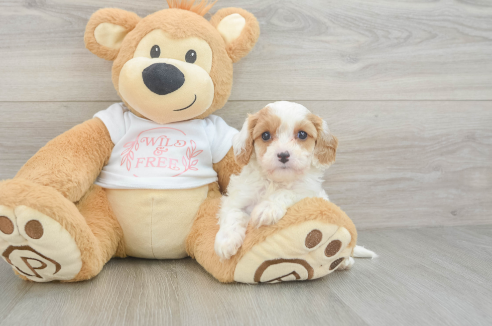 5 week old Cavapoo Puppy For Sale - Simply Southern Pups