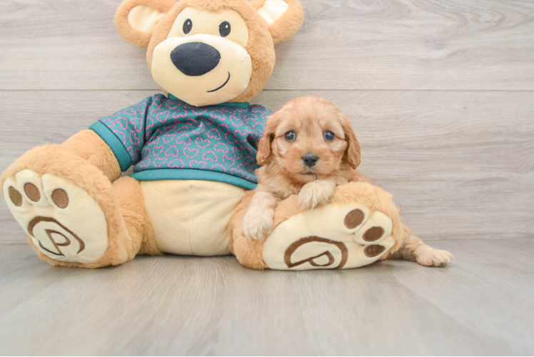 Fluffy Cavapoo Poodle Mix Pup