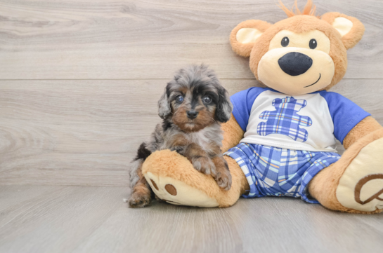 Cavapoo Puppy for Adoption
