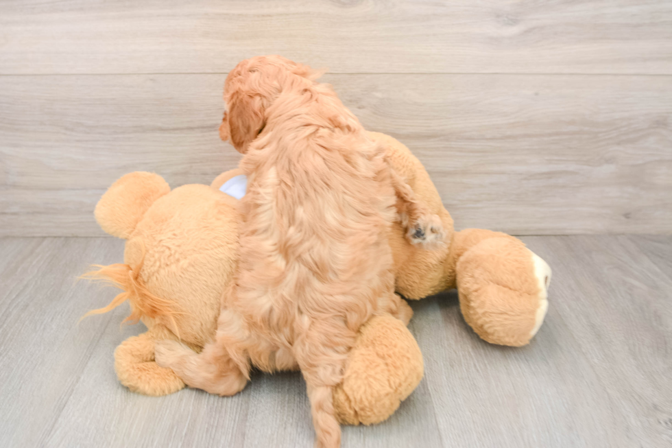 Cute Cavapoo Baby
