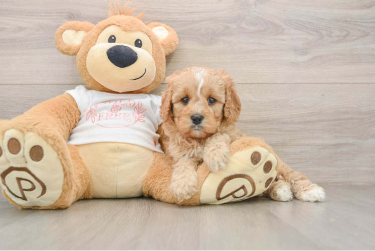 Smart Cavapoo Poodle Mix Pup