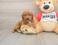 8 week old Cavapoo Puppy For Sale - Simply Southern Pups
