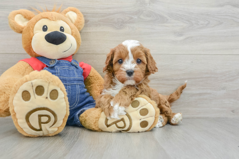 Cavapoo Pup Being Cute