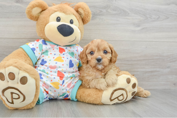 Petite Cavapoo Poodle Mix Pup