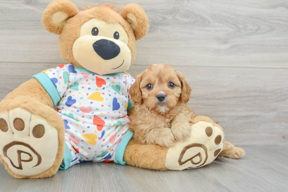 Petite Cavapoo Poodle Mix Pup