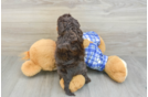 Cavapoo Pup Being Cute