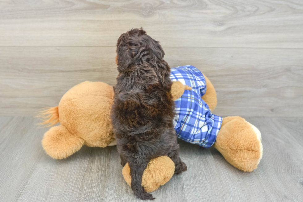 Cavapoo Pup Being Cute
