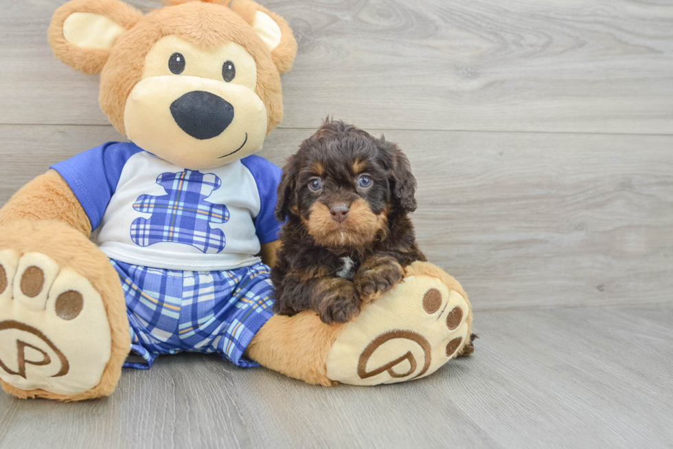 Happy Cavapoo Baby