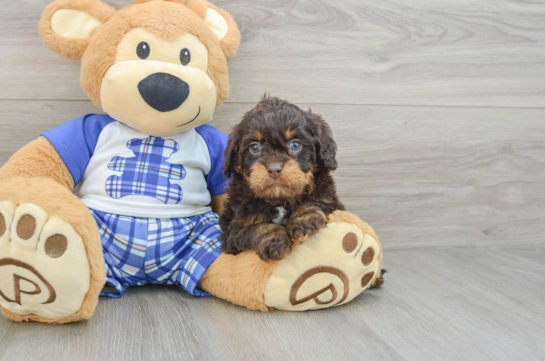 Happy Cavapoo Baby