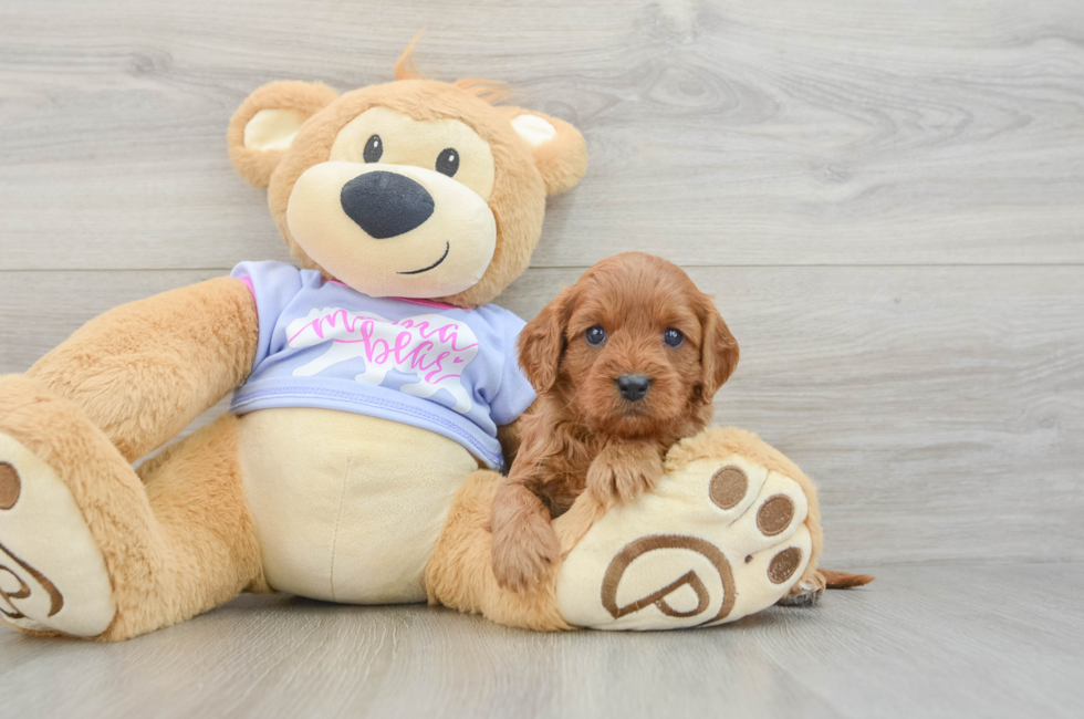 7 week old Cavapoo Puppy For Sale - Simply Southern Pups