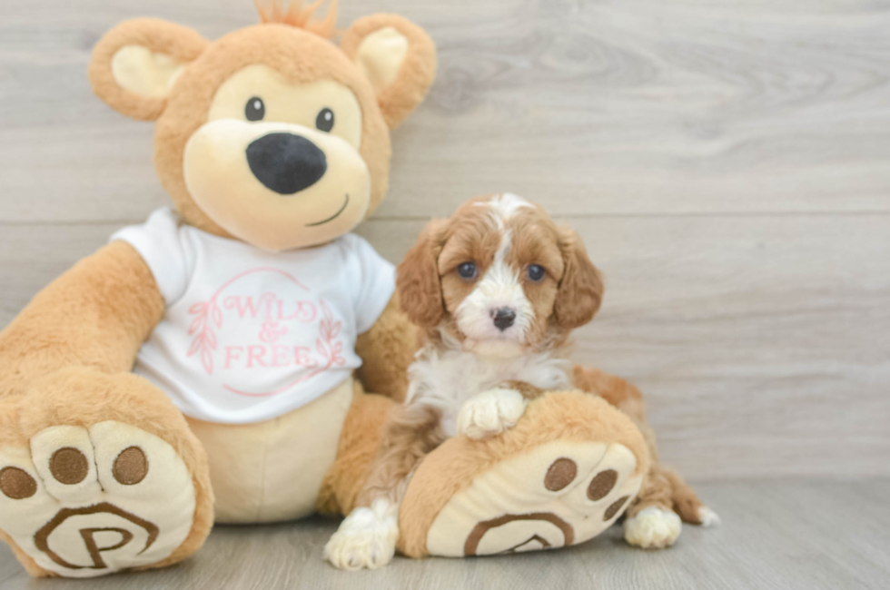 5 week old Cavapoo Puppy For Sale - Simply Southern Pups