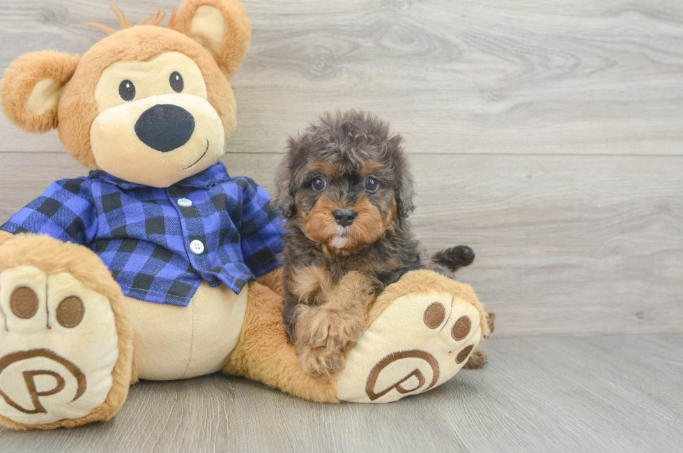 5 week old Cavapoo Puppy For Sale - Simply Southern Pups